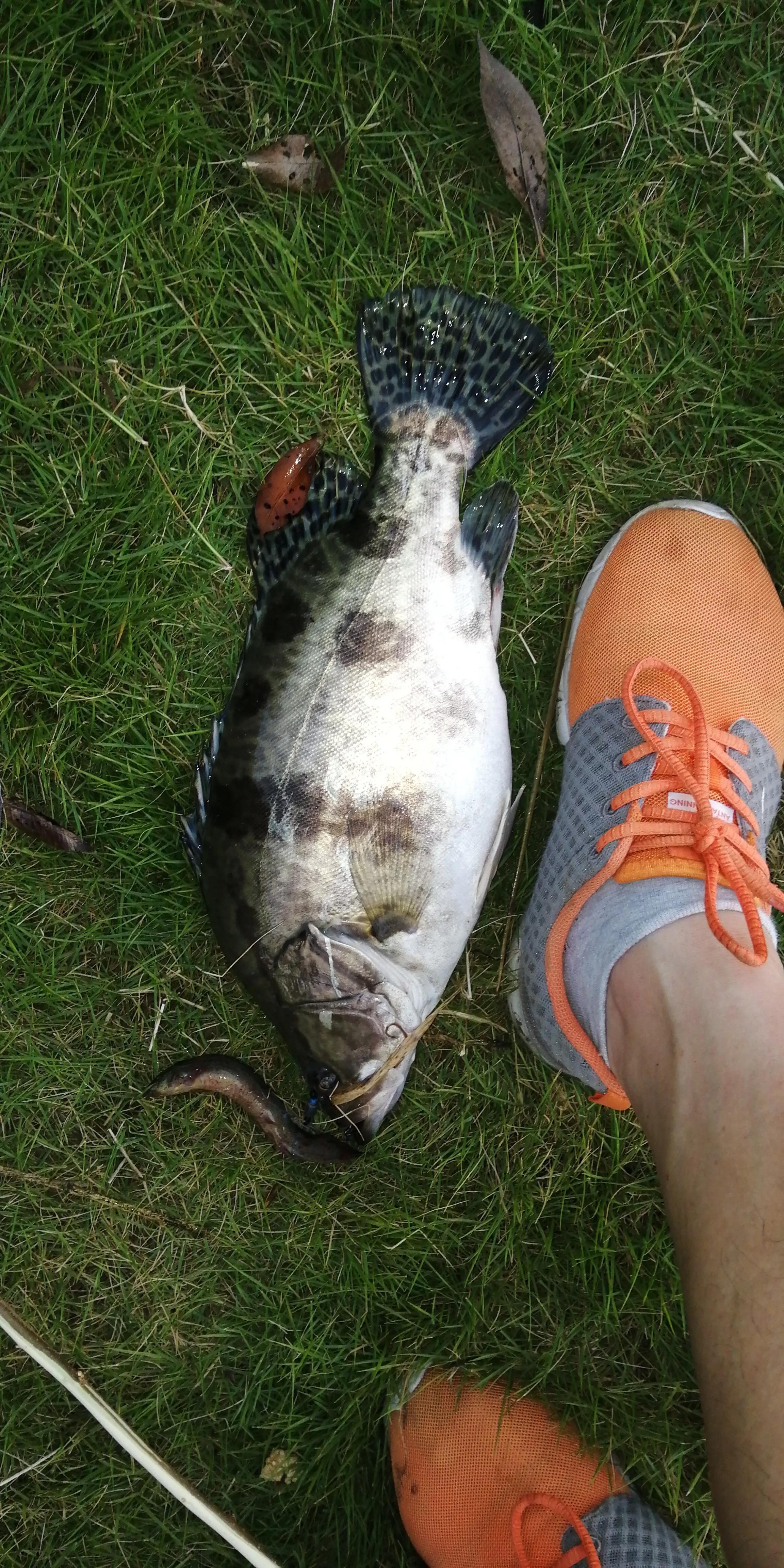 桑枝作钓竿，继续战老鳜