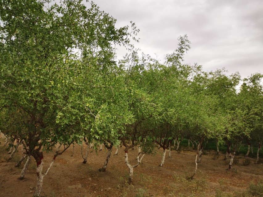 哈密疆内旅行最新消息,新疆哈密市东大门