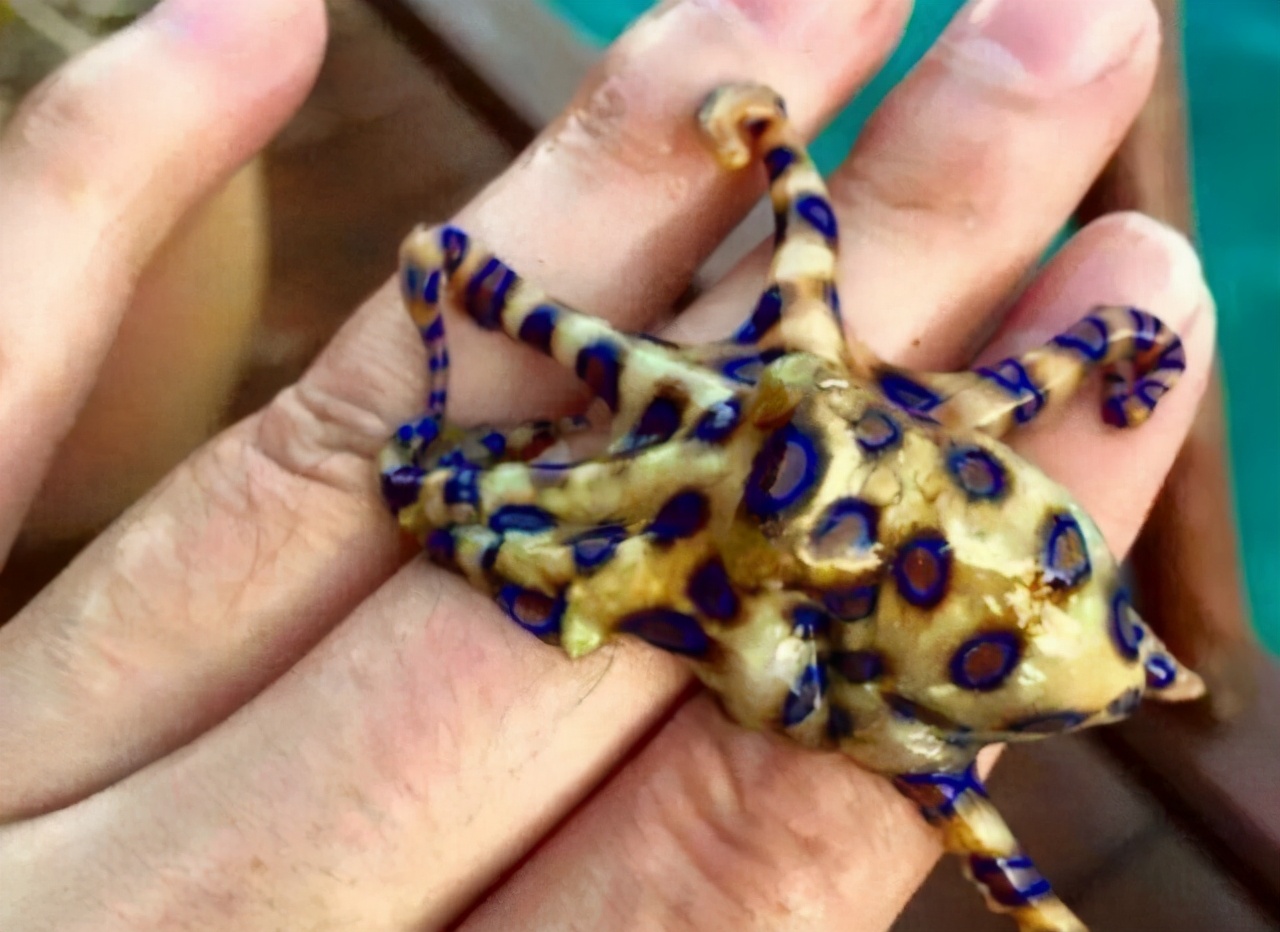 被蓝环章鱼咬了的幸存案例,被蓝环章鱼咬到的人昏迷视频