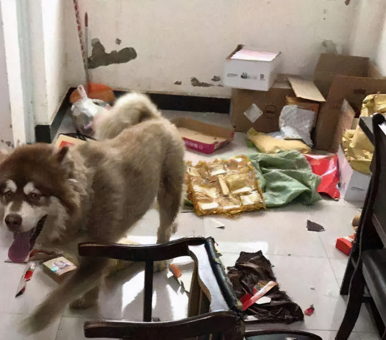 这几种狗狗千万别养,养这几种狗狗非富即贵