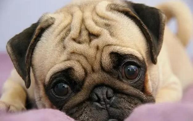 盘点那些可爱又懂事的中华田园犬,中华田园犬从可爱到霸气侧漏