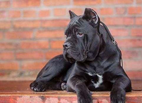 带刀侍卫的卡斯罗犬,带刀侍卫卡斯罗