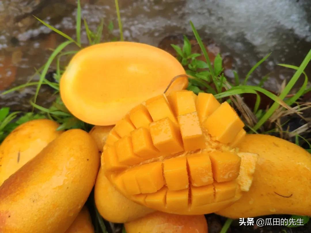 海南小台芒皮薄肉厚甘甜多汁,海南正宗台芒芒果
