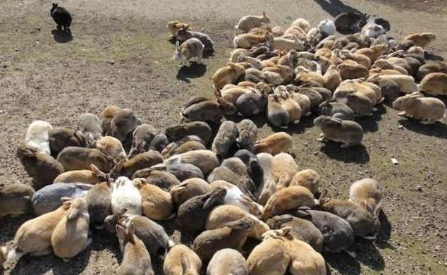 野兔泛滥成灾的后果,野兔泛滥成灾求助