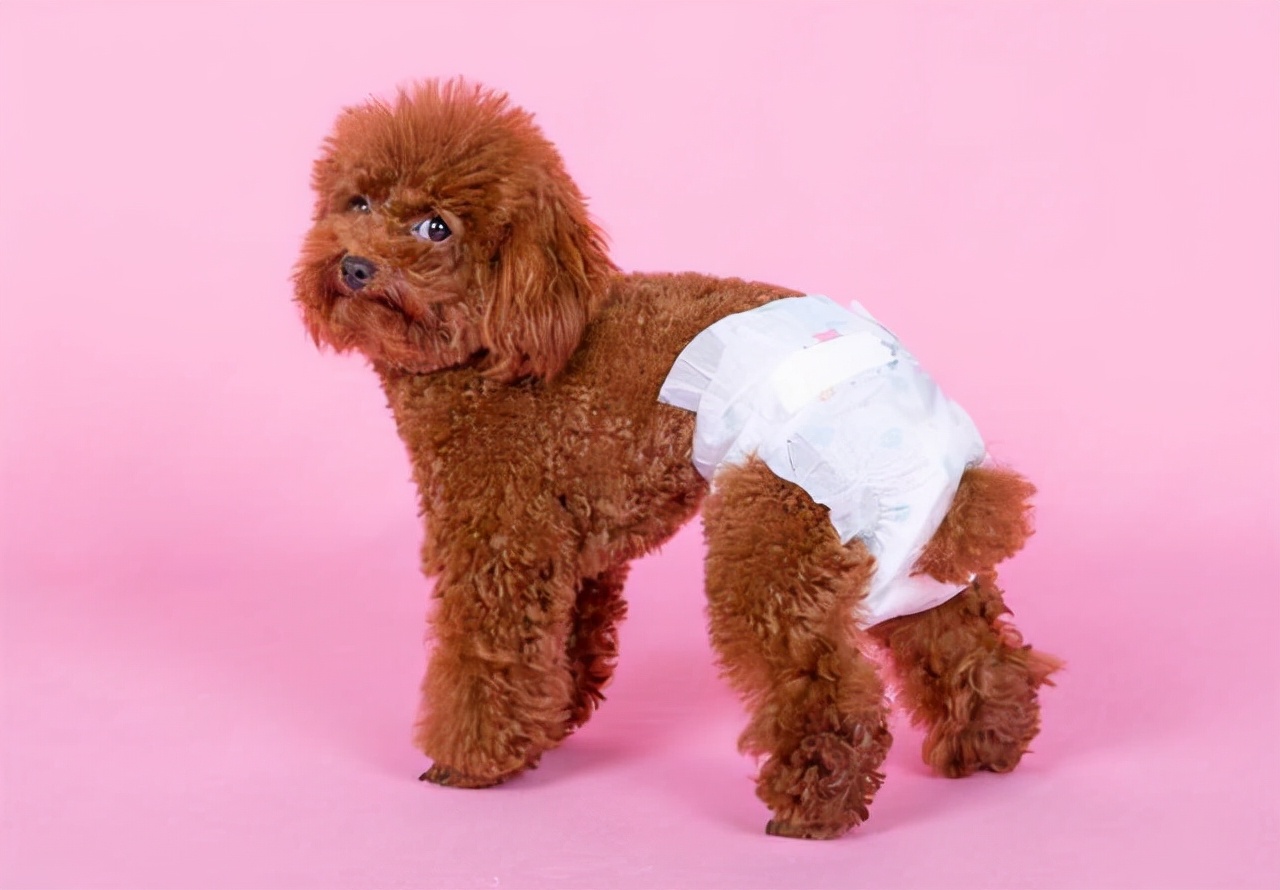 养公泰迪犬和母泰迪犬的区别，你会怎么选？