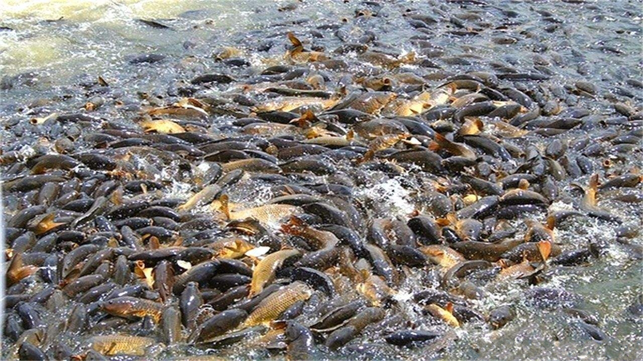 “蛇头鱼”在美国泛滥成灾，花费8亿美元治理，甚至不惜抽干湖水