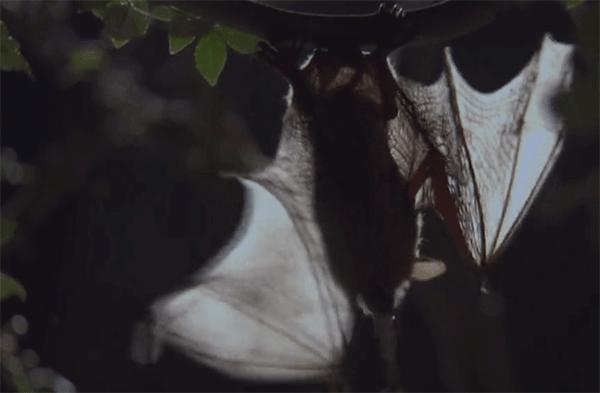 蝙蝠都吃什么,蝙蝠最爱吃的东西是什么