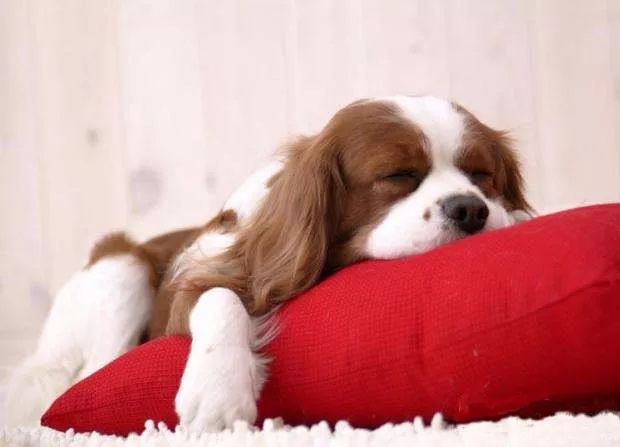 狗狗感冒了该怎么办,狗狗感冒打针后呕吐正常吗