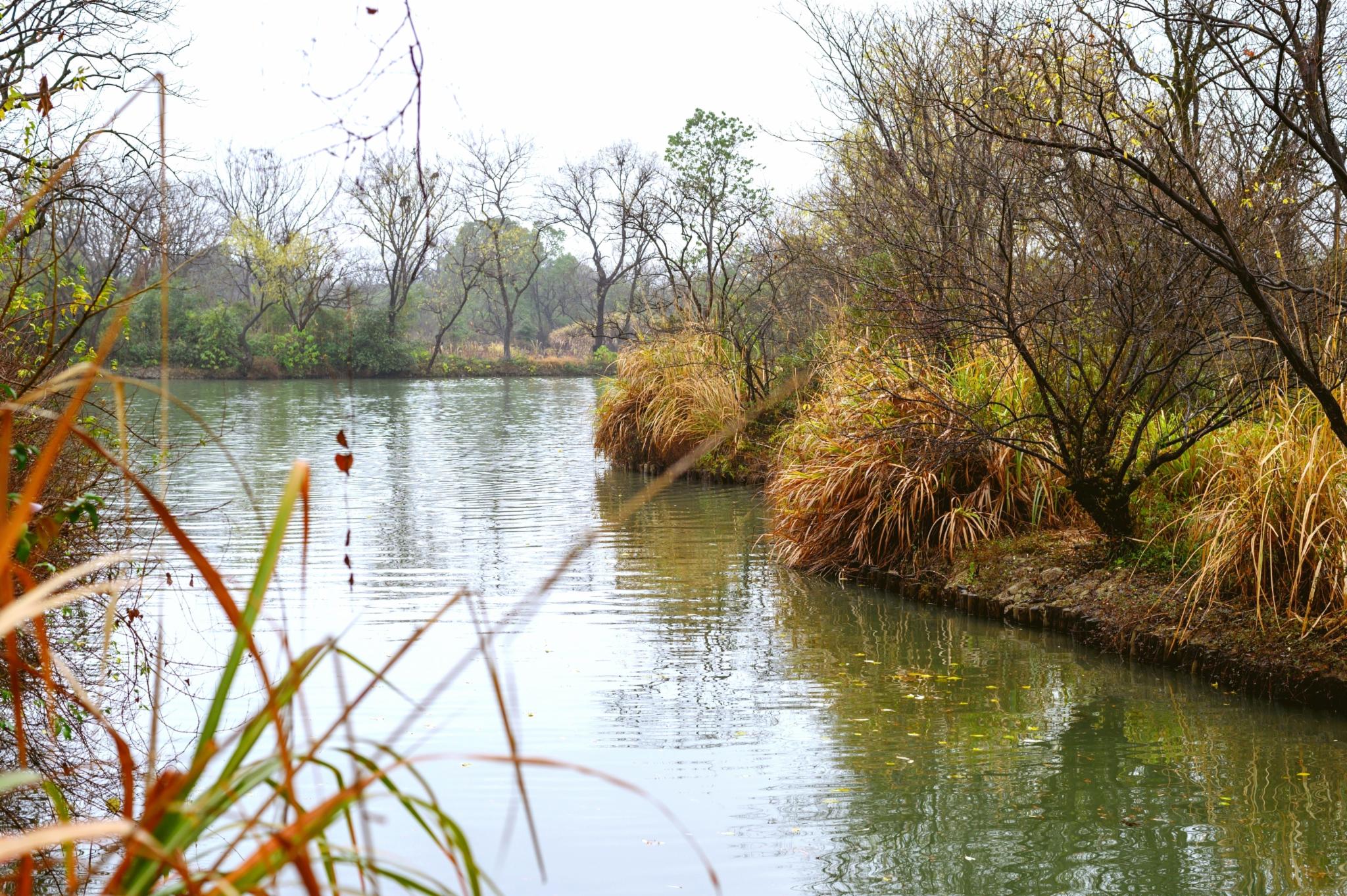 被誉为“杭州之肾”的西溪湿地值得去吗？网友：景色比西湖还美