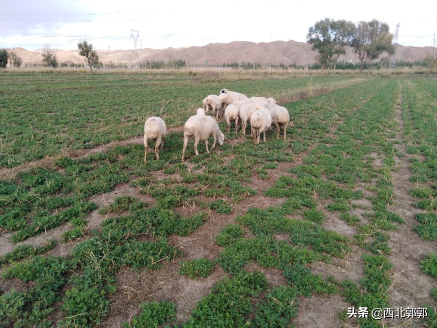 大母羊产羔后怎么给料,刚产羔母羊怎么管理