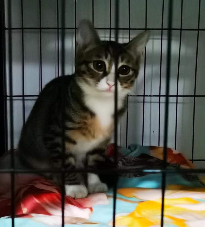 关于流浪动物救助的采访问题,流浪动物救助文章1000字