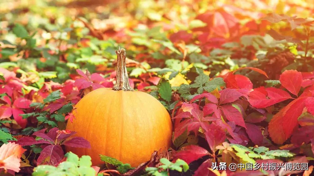 乡村振兴文旅产业的100个盈利点,乡村产业振兴的10种标杆模式