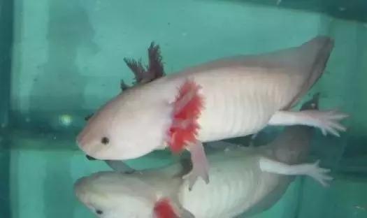 很奇怪的鱼就是六角恐龙鱼吗,罕见长着六个角的怪鱼