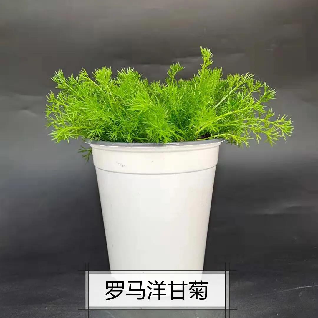观花草本植物推荐,最具观赏性的观叶植物