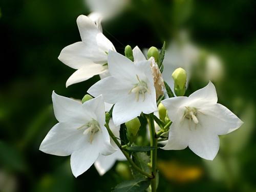 花语大全100种花的花语,100种象征着爱情的花的花语