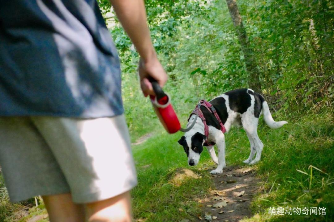 家狗一般能长多大,狗几个月后可以看出品种