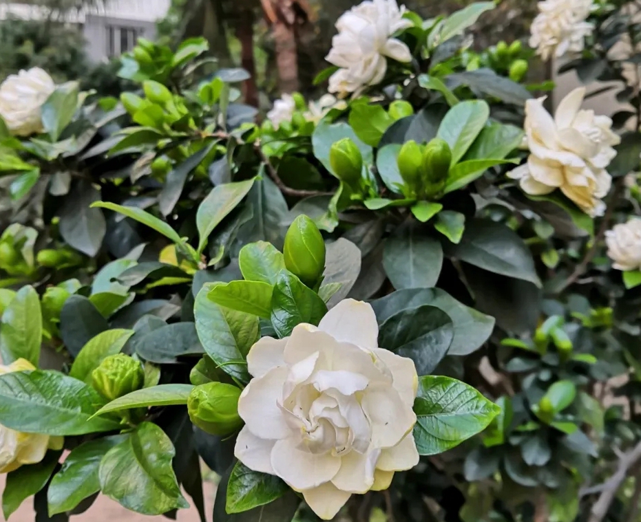 栀子花叶黄掉花苞的解决办法,栀子花黄叶和掉花苞怎么办