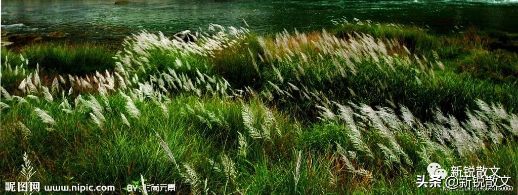 荷叶、苇根、茶,博斯腾湖的礼物把唇齿的味蕾搅得乱英纷飞