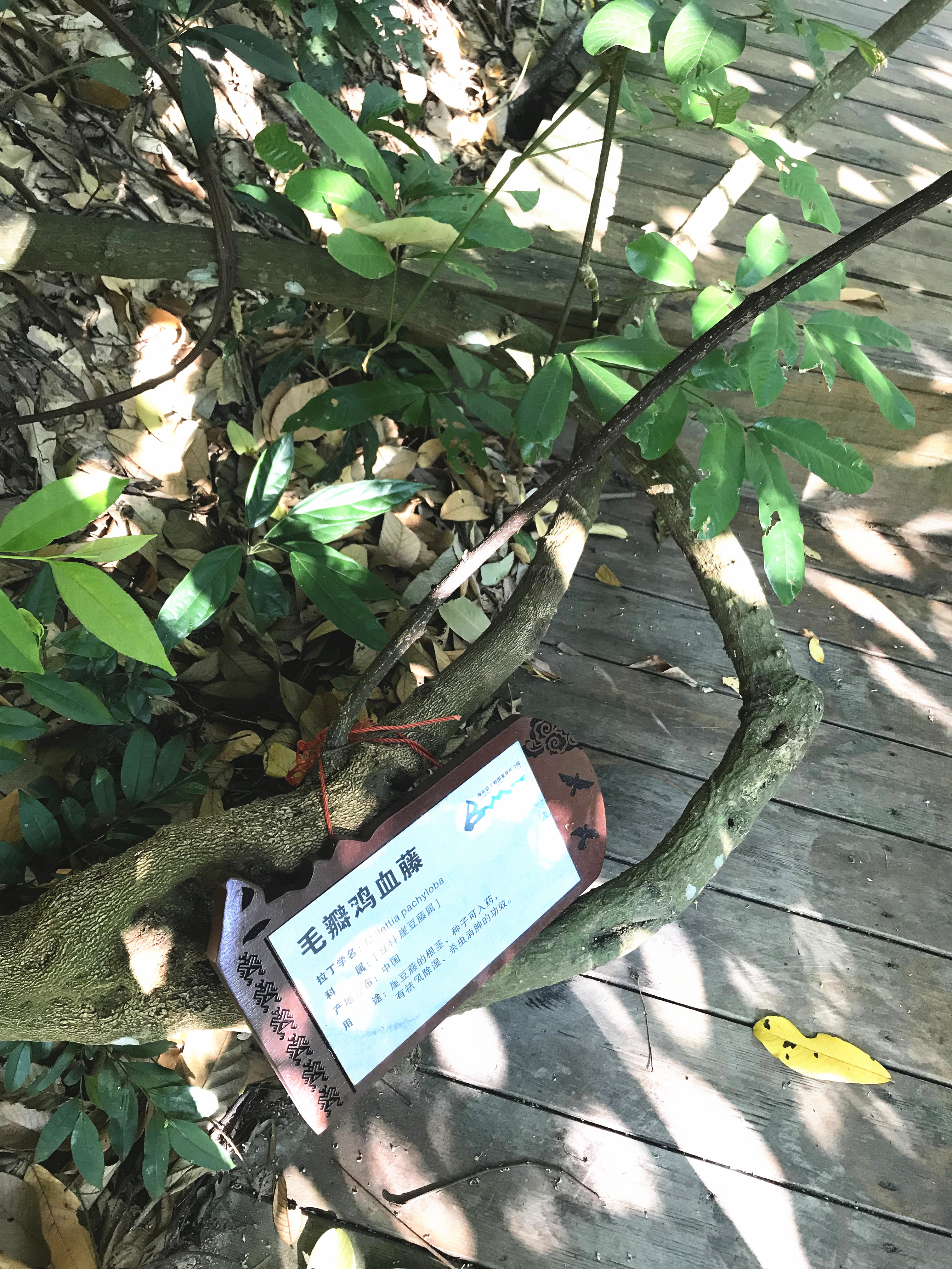 1500年的“母生”藏于此，这里集海南珍稀名木，神奇霸王岭