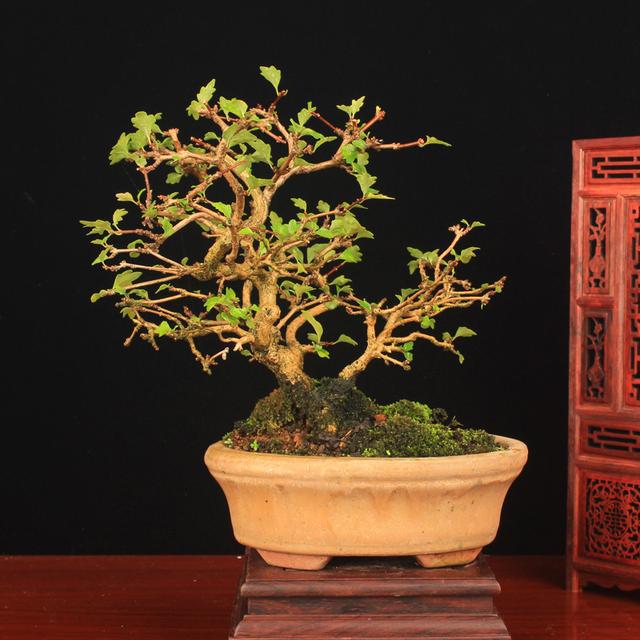 什么树木可以做盆景图片大全,什么树木做盆景好