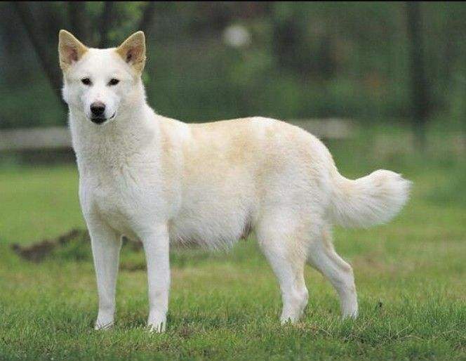 狗狗立耳不起来是什么原因,狗狗已经立耳了隔了一天又不立了