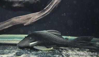 亚马逊十大凶猛植物,巴西亚马逊热带雨林动植物