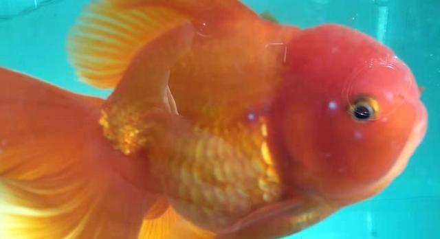 金鱼头部上有白点是什么病,金鱼头上有白点一定是病么