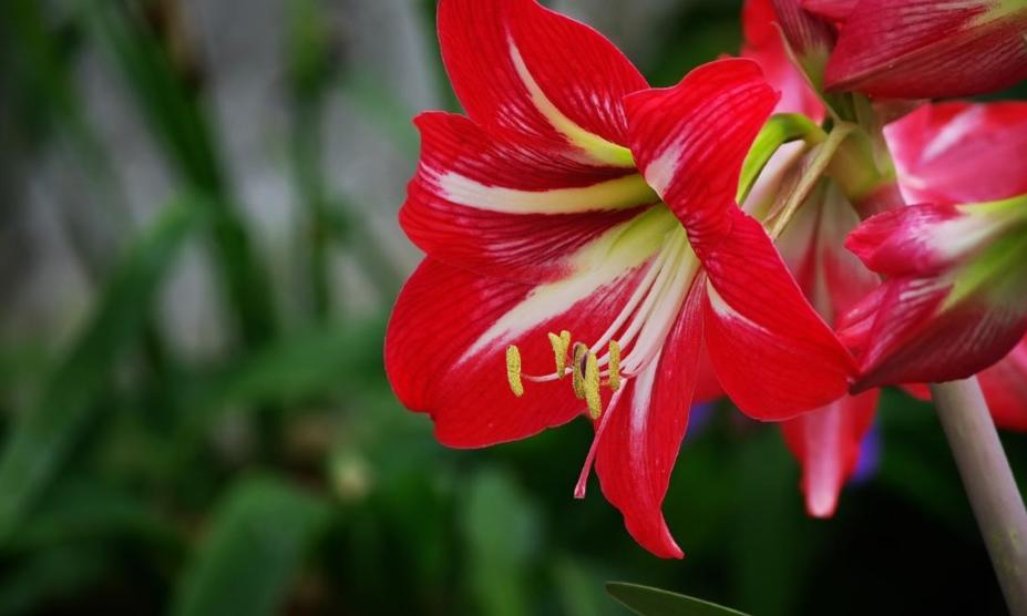 朱顶红养护有技巧，学会几个养护技巧，每年都开花，花大色艳