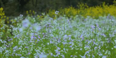 掬水月在手弄花香满衣兴来无远近,掬水月在手弄花香满衣书法作品