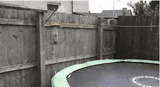 如何判断边境牧羊犬是笨是聪明,边境牧羊犬为什么不会攻击人