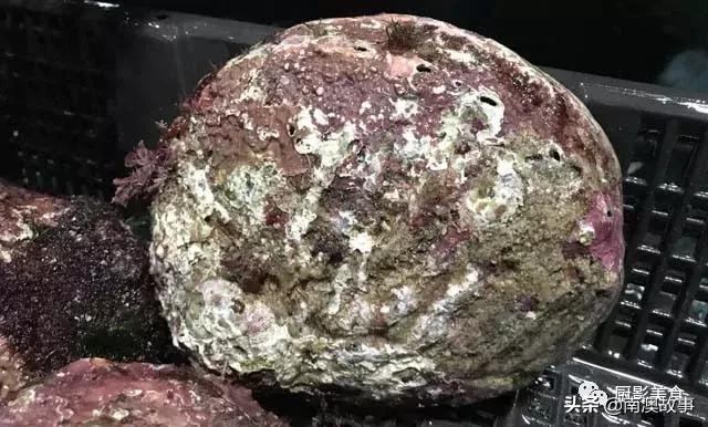 水煮贝壳类海鲜煮多久,海边海鲜用什么水煮好吃