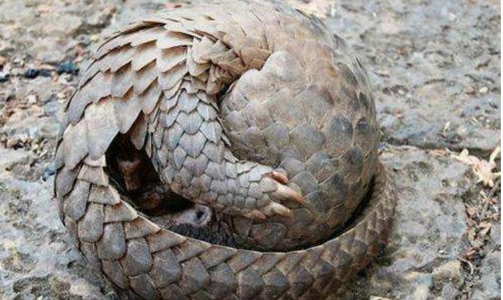 鬼吹灯神秘生物排行,鬼吹灯之怒晴湘西生物