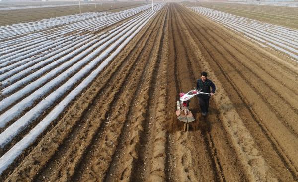 山药种植过程中有哪些病虫害,种植的山药为什么畸形