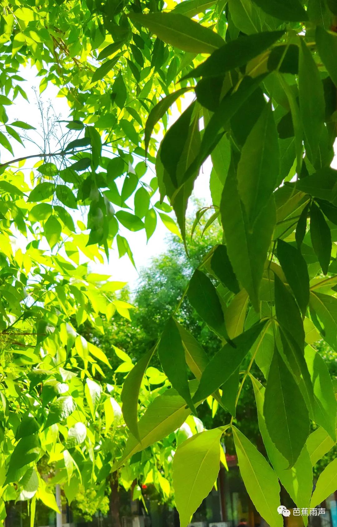 丰华街的白蜡树——新叶冉冉逢谷雨