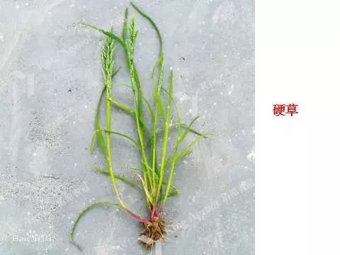 燕麦雀麦和节节麦的区别图谱,火眼金睛快速识别