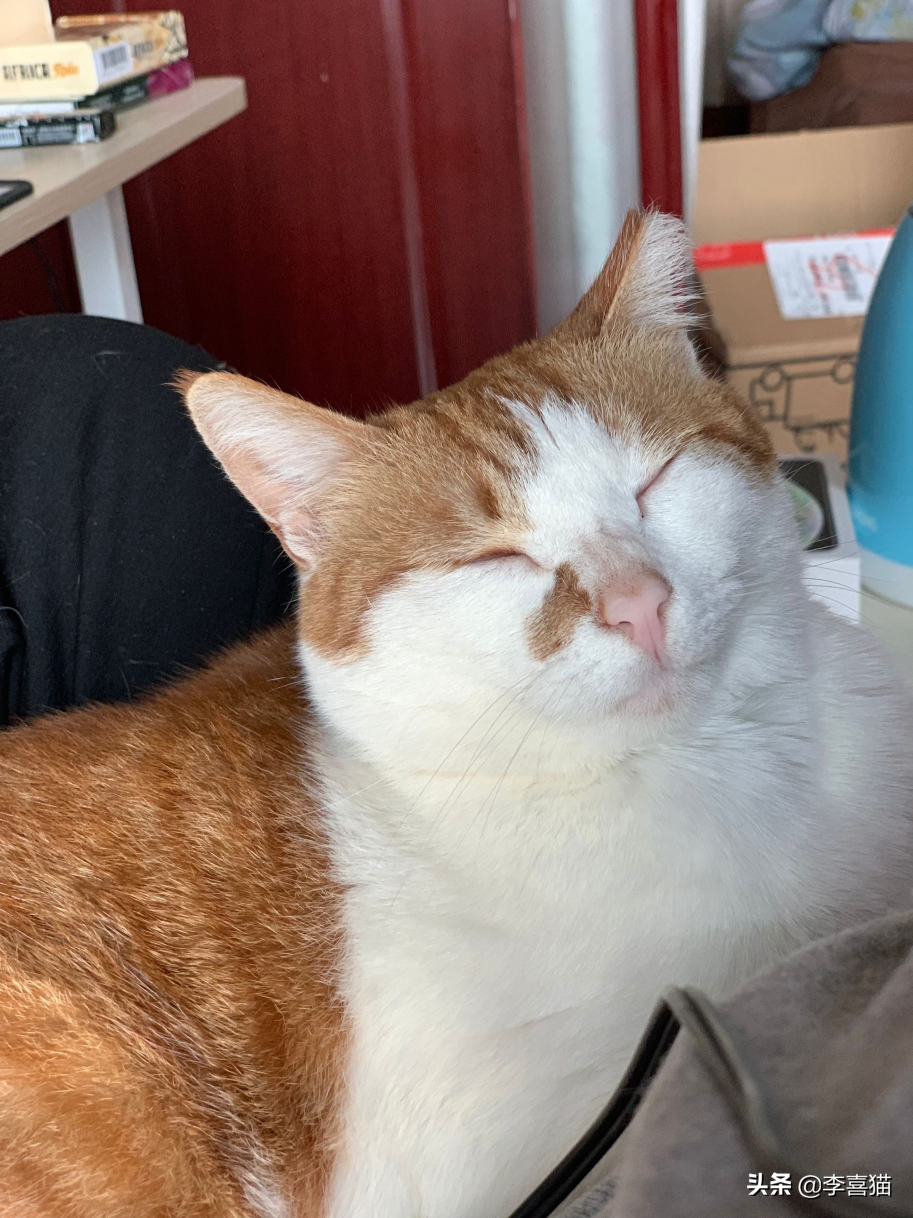 橘猫噬元兽,噬元兽为什么选择橘猫