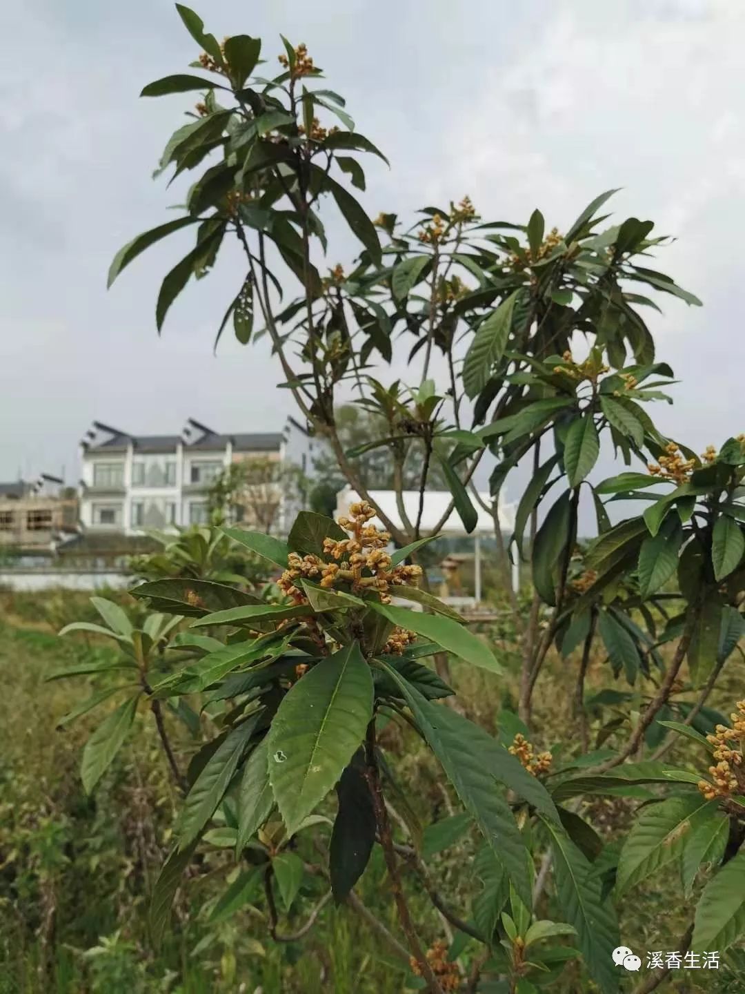 西溪南古村落惬意慢生活,徽州西溪南生活