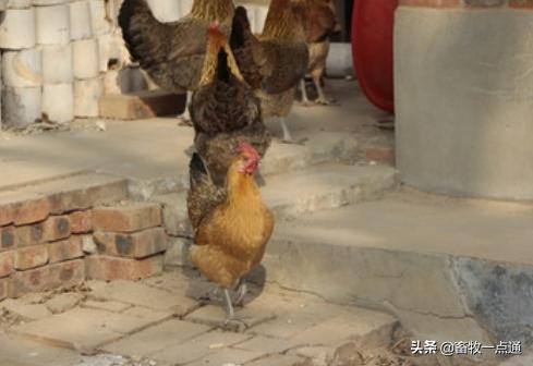 传染病鸡,怎么处理瘟鸡