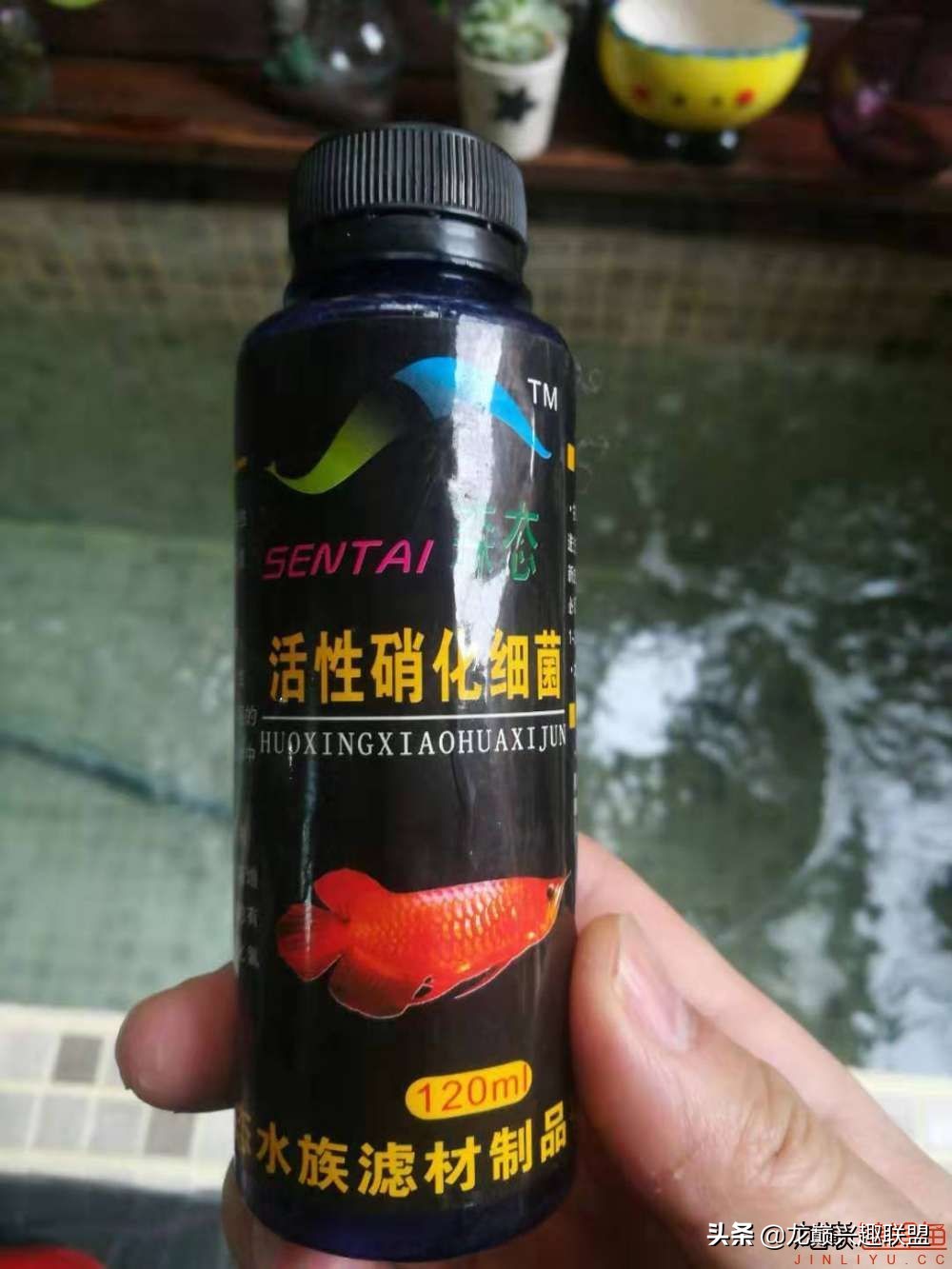 鱼友自制龙鱼缸,自制锦鲤鱼食配方及全过程