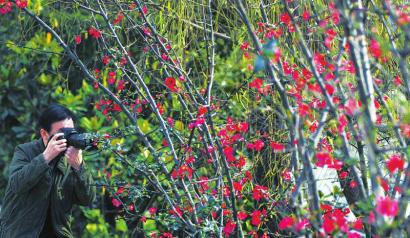 春已来踏青去,春已来花将开