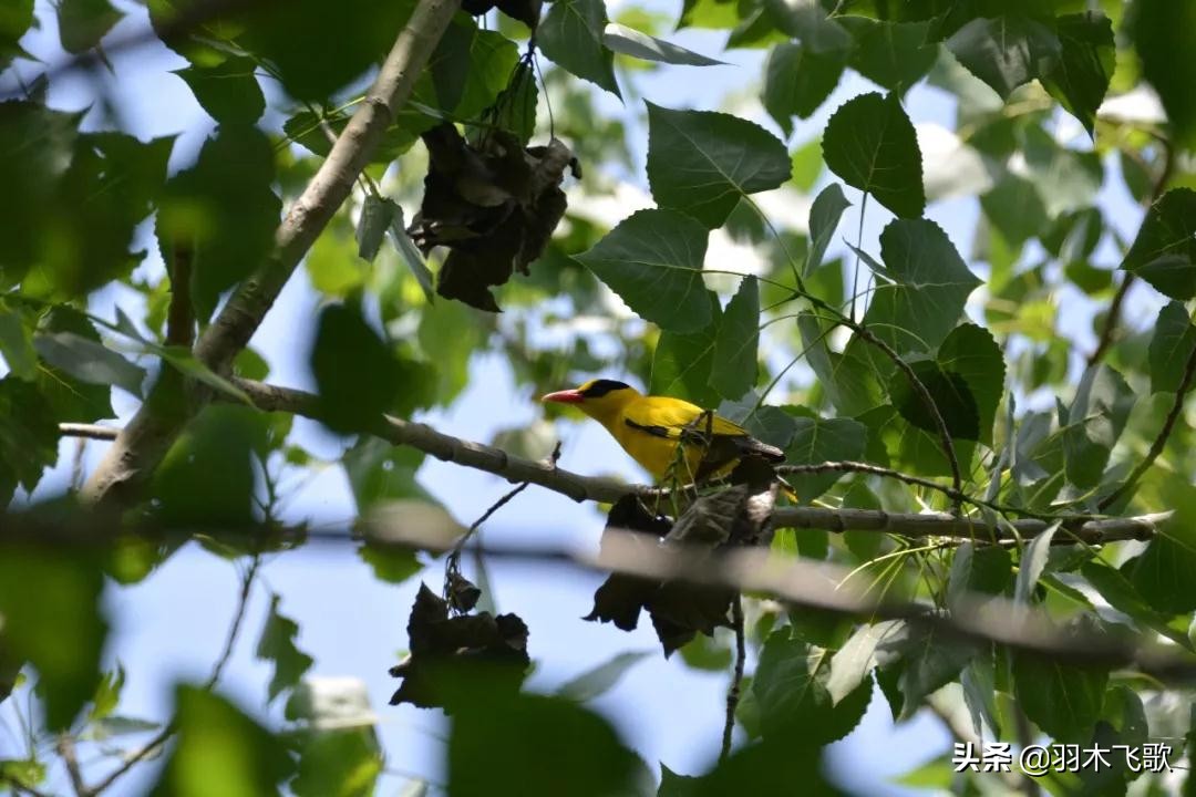 观鸟入门,观鸟小贴士