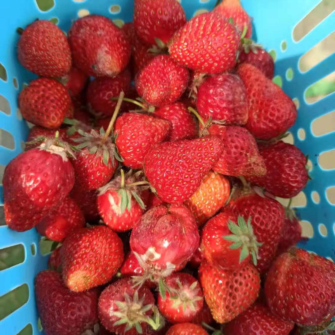 北京蟹岛,北京蟹岛一日游