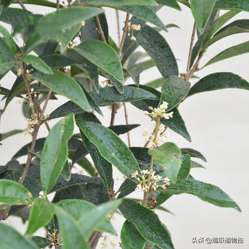 四季开花的香花植物,列举6种香花植物