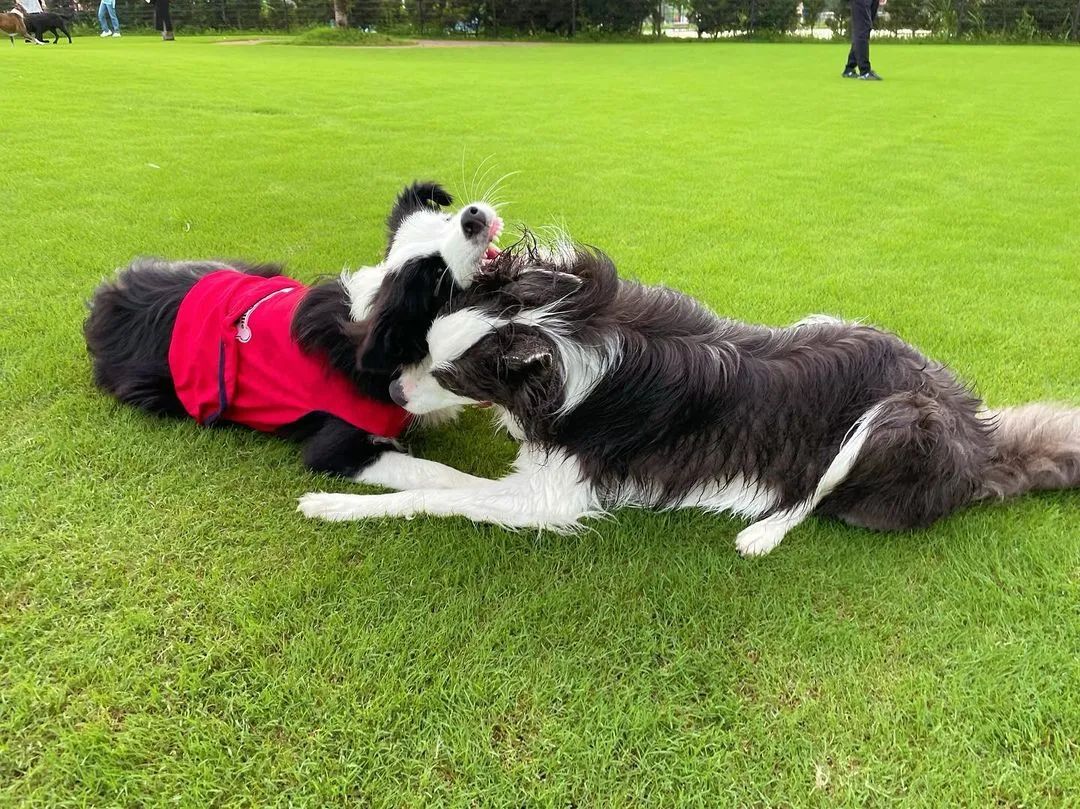 这5种狗你都敢养,建议新手便宜养的10种狗