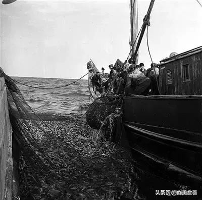 曾是四大海产之一，靠叫声互相识别，却被人类用噪声团灭