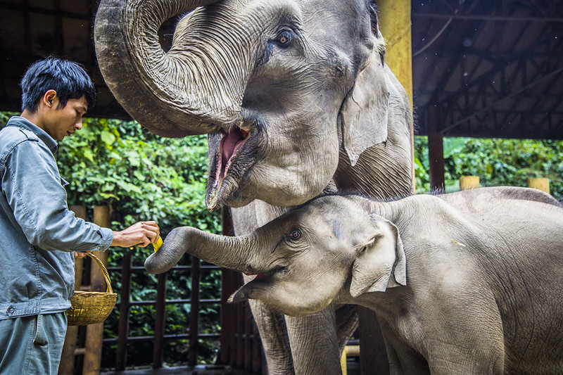 到西双版纳过大年，六日出行超详细吃，住，行攻略