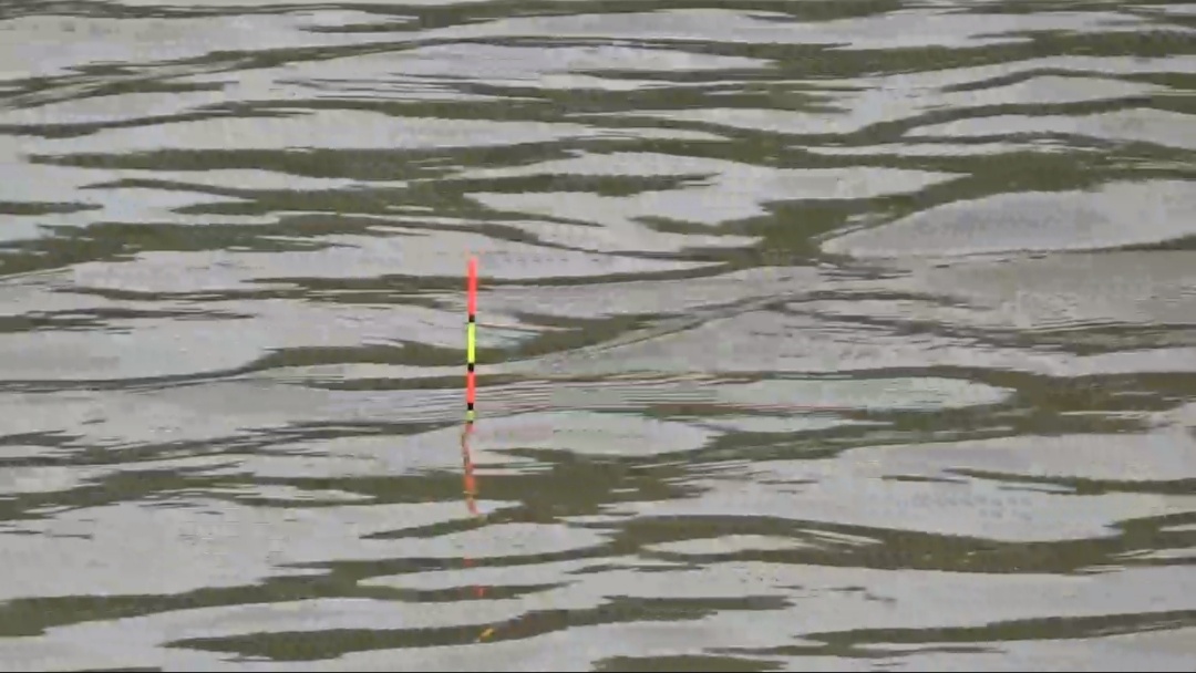 鲮鱼不打窝,钓鲮鱼的技巧和饵料