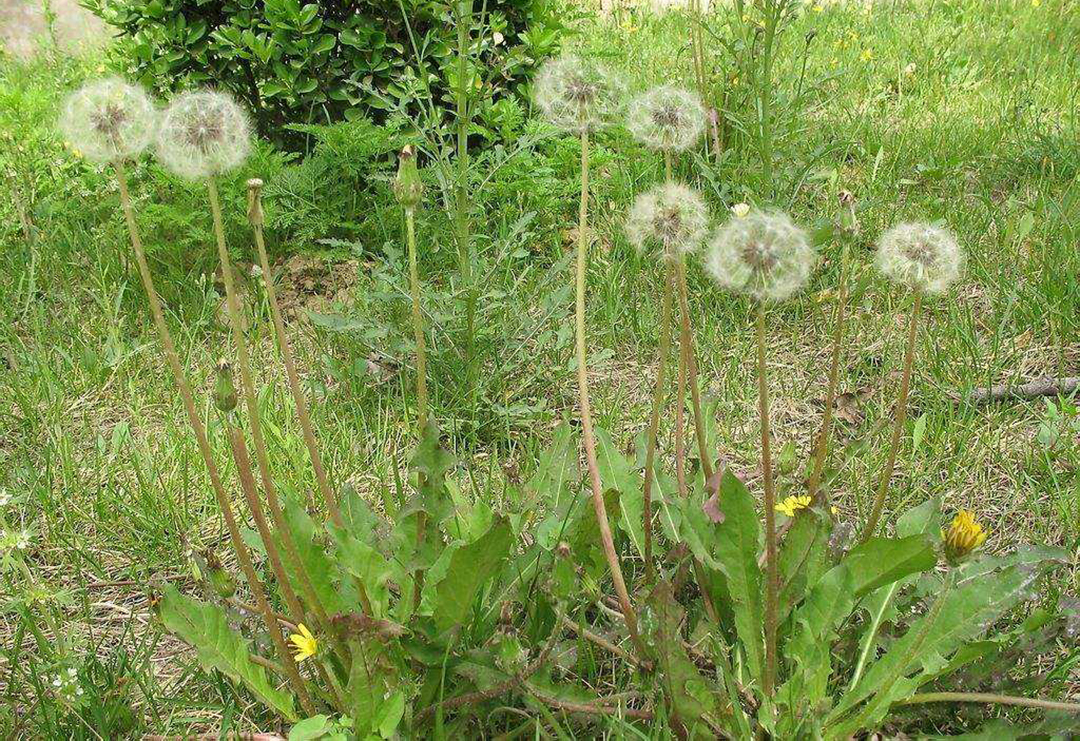 植物蒲公英的特点和作用,小小植物竟有如此大的作用