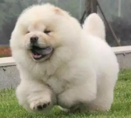 身价最高的狗,身价20亿的狗