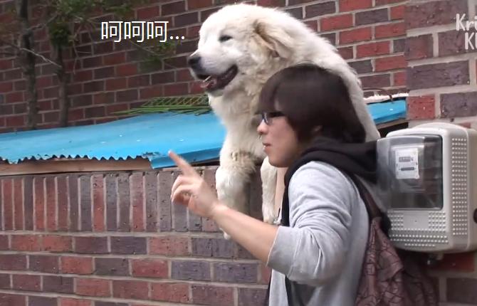 大白狗因“爱笑”成网红，还知道它很受欢迎，狗：我帅吗？